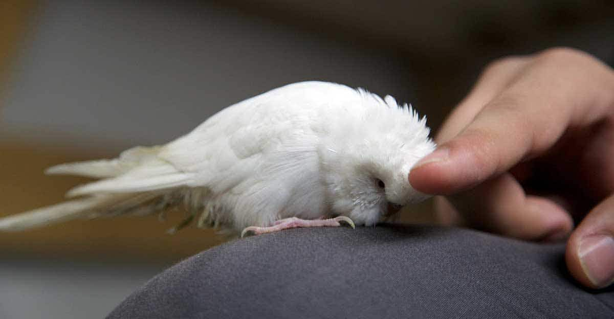 hand stroking parrot