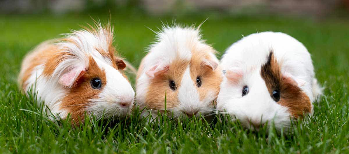 happy guinea pigs