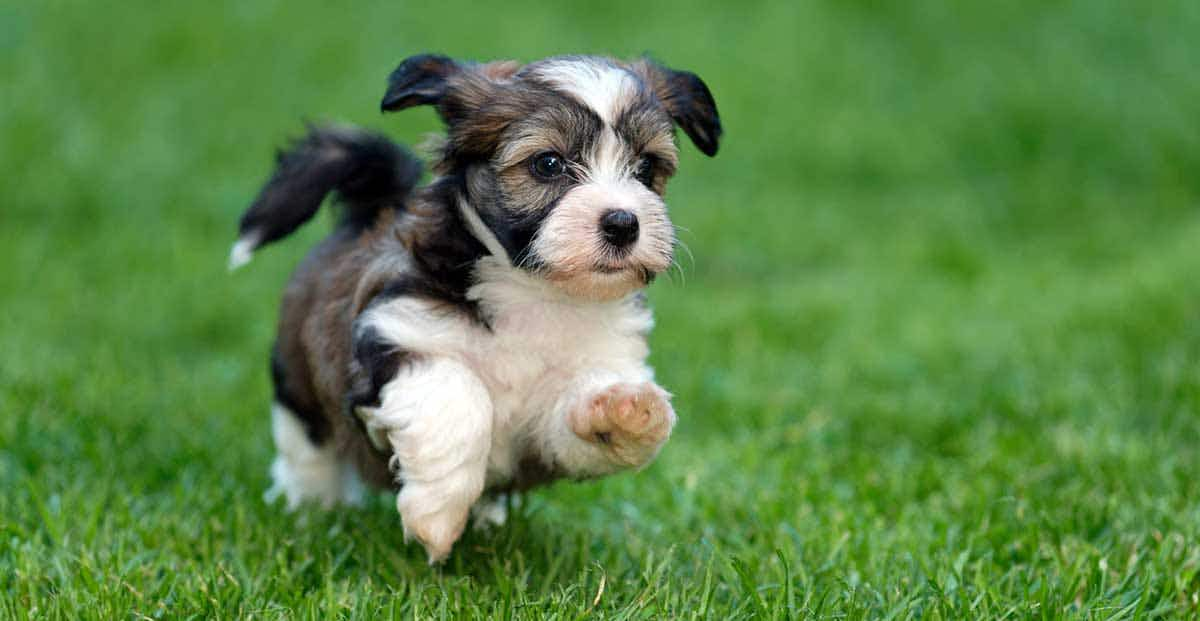 havanese puppy