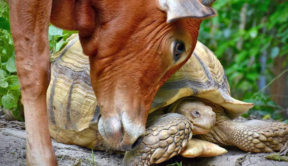 heartwarming stories of interspecies friendships