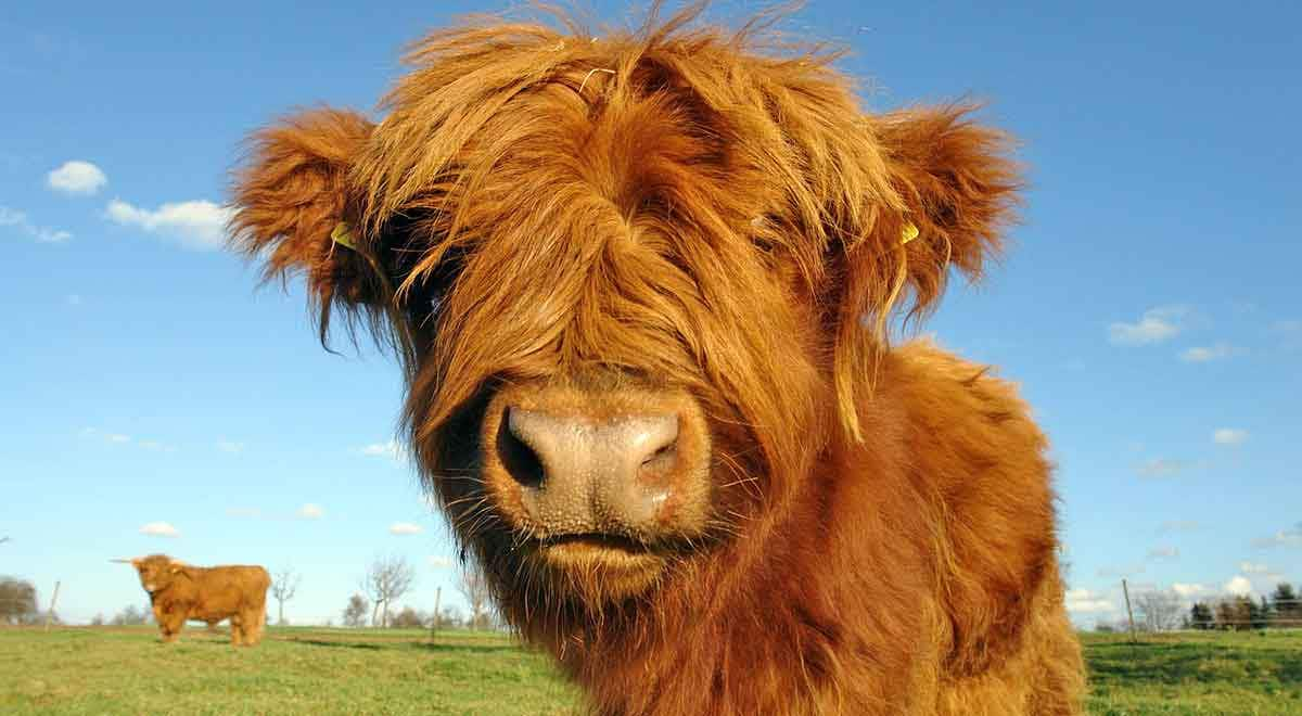 highland cow