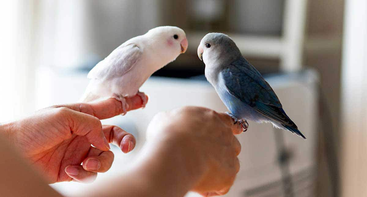 holding parrots