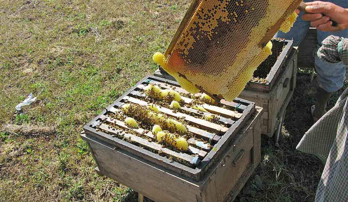 honey comb with bees