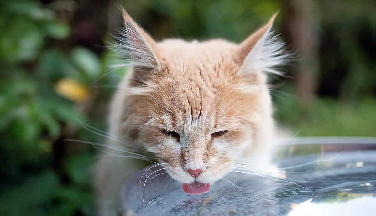 how long can cats go without water