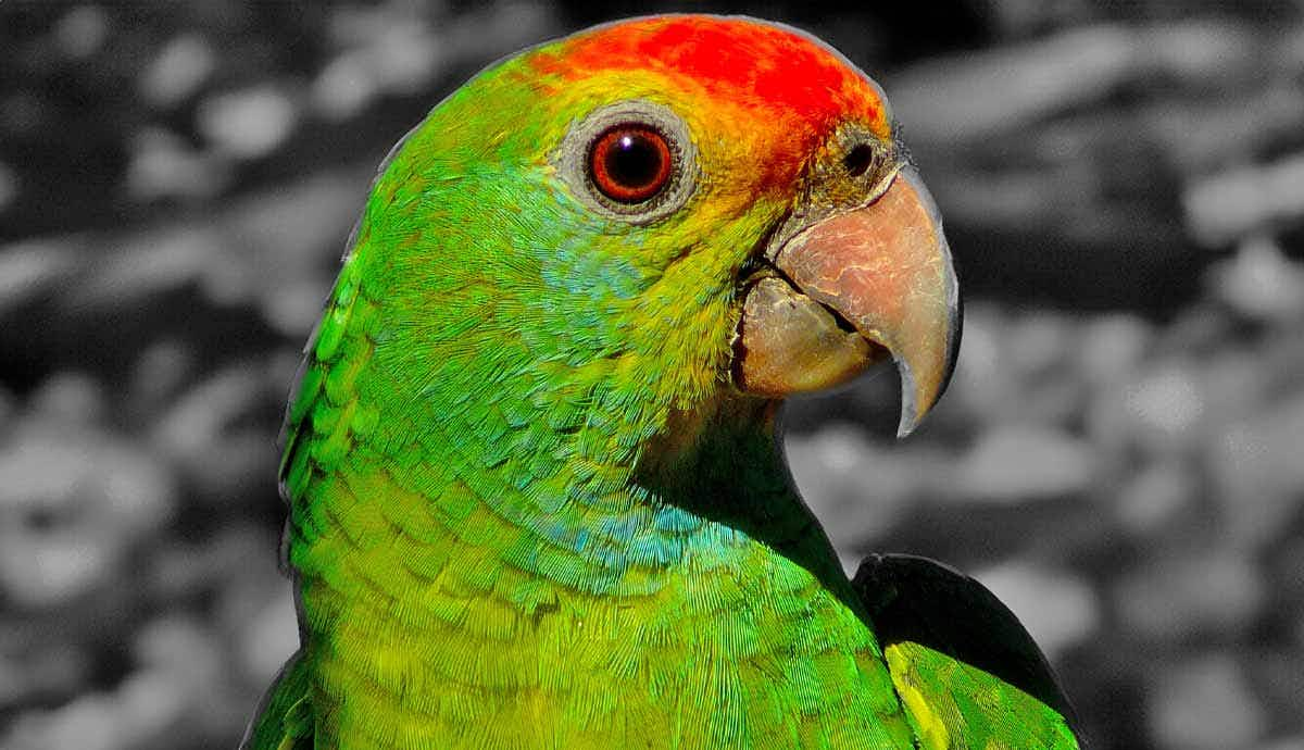 how long can parrots live