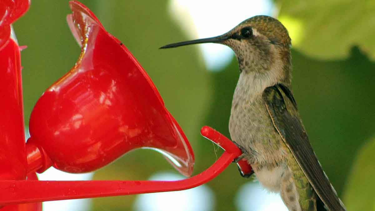 hummingbird on a feeder