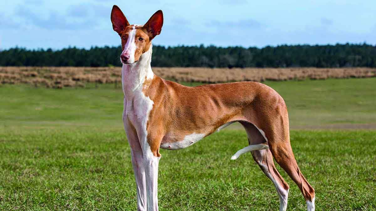 ibizan hound standing on grass