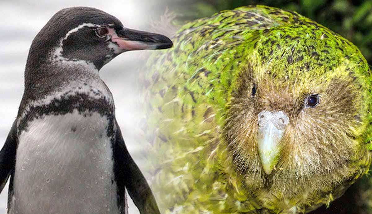 5 Iconic Flightless Birds: Their Unique Characteristics