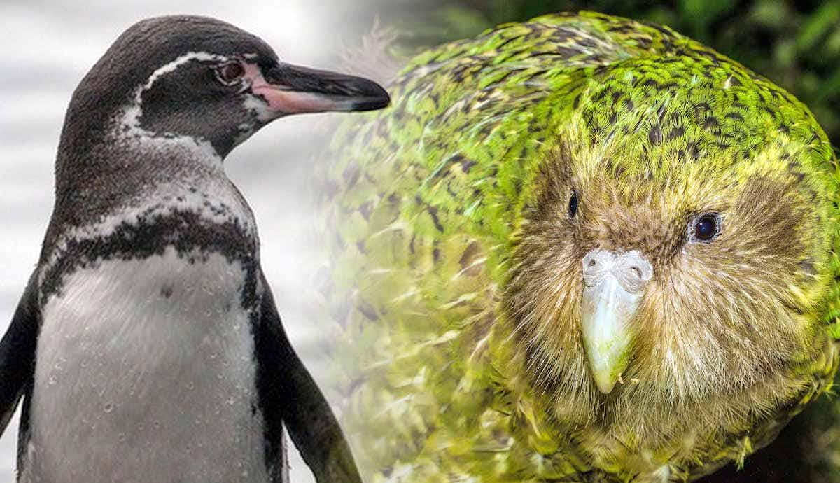 iconic flightless birds unique characteristics