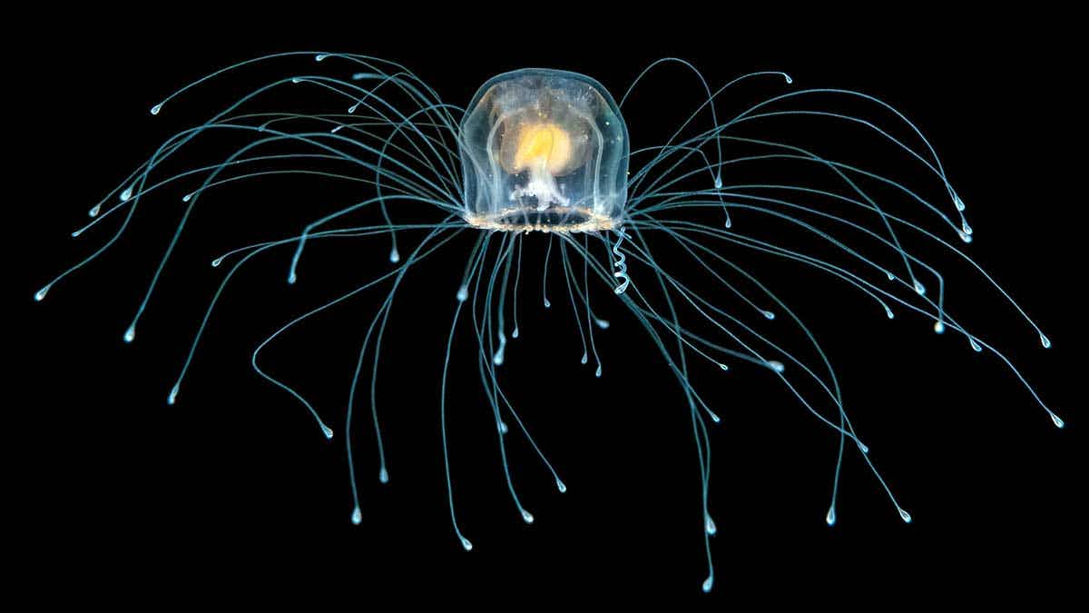 immortal jellyfish