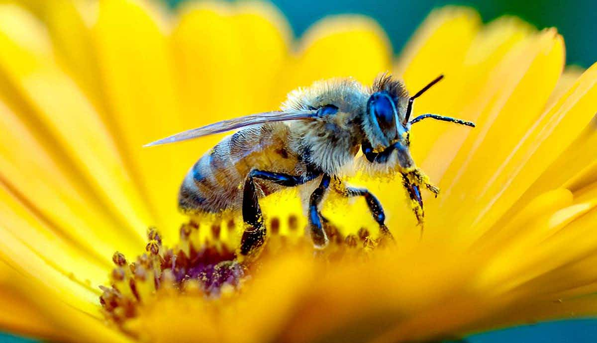 importance protecting bees in our ecosystem