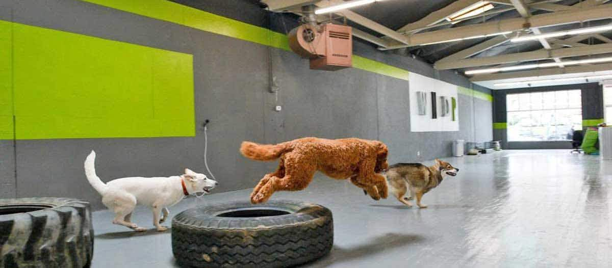 indoor dog park