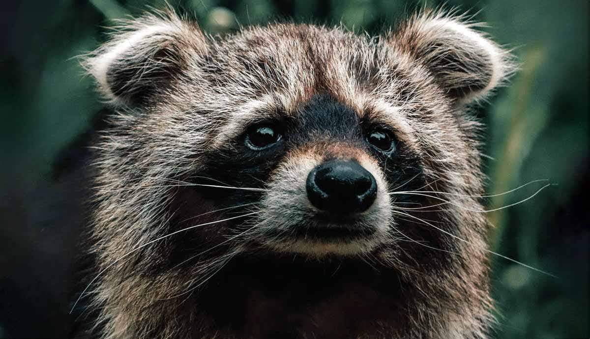 5 Interesting Facts About Raccoons