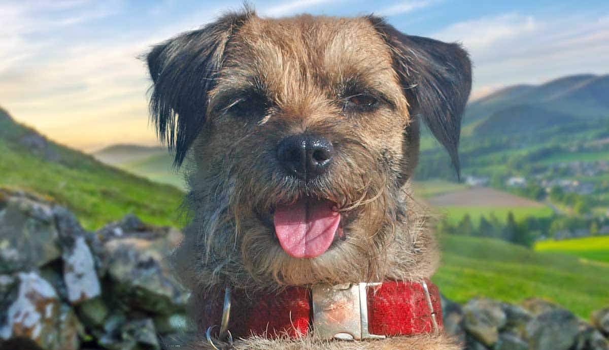 12 Interesting Facts About the Border Terrier
