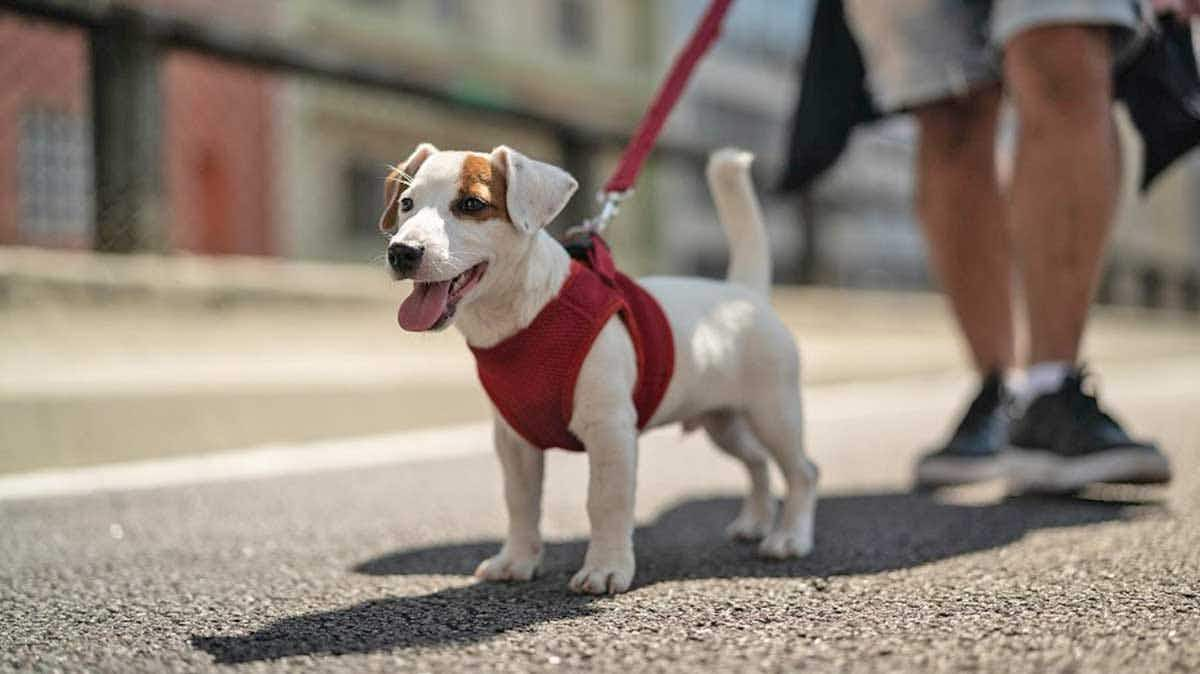 jack russell on a leash