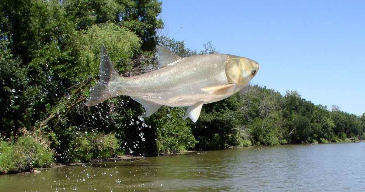 jumping carp fish