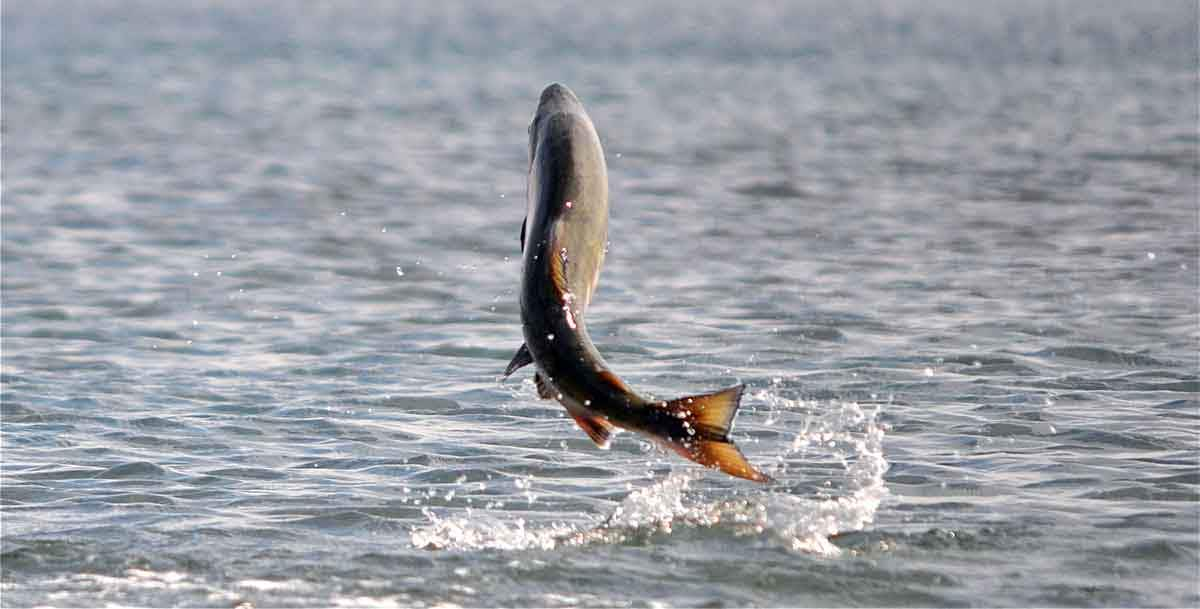 jumping chum salmon fish