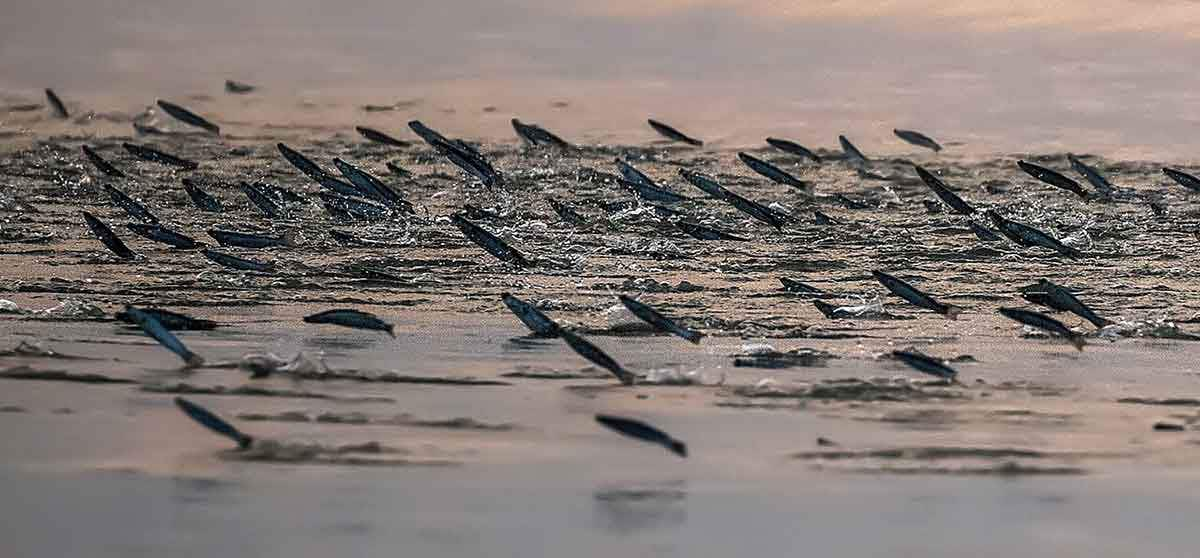 jumping fish bangladesh