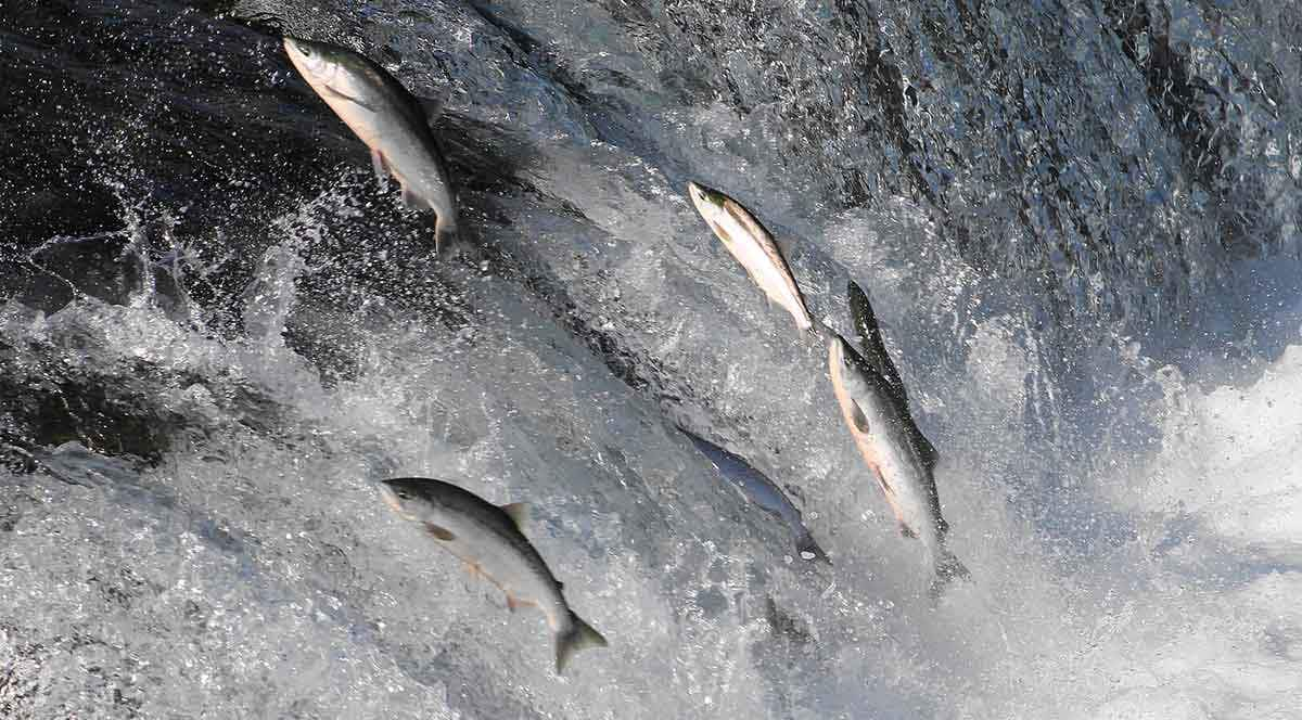 jumping salmon fish