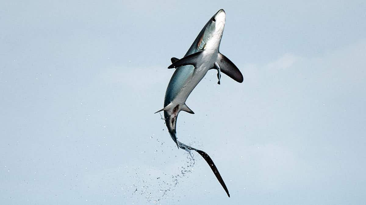 jumping thresher shark costa rica