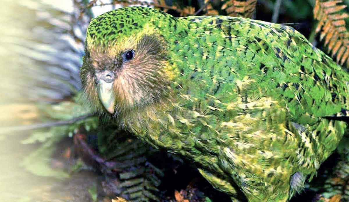 kakapo new zealand flightless parrot