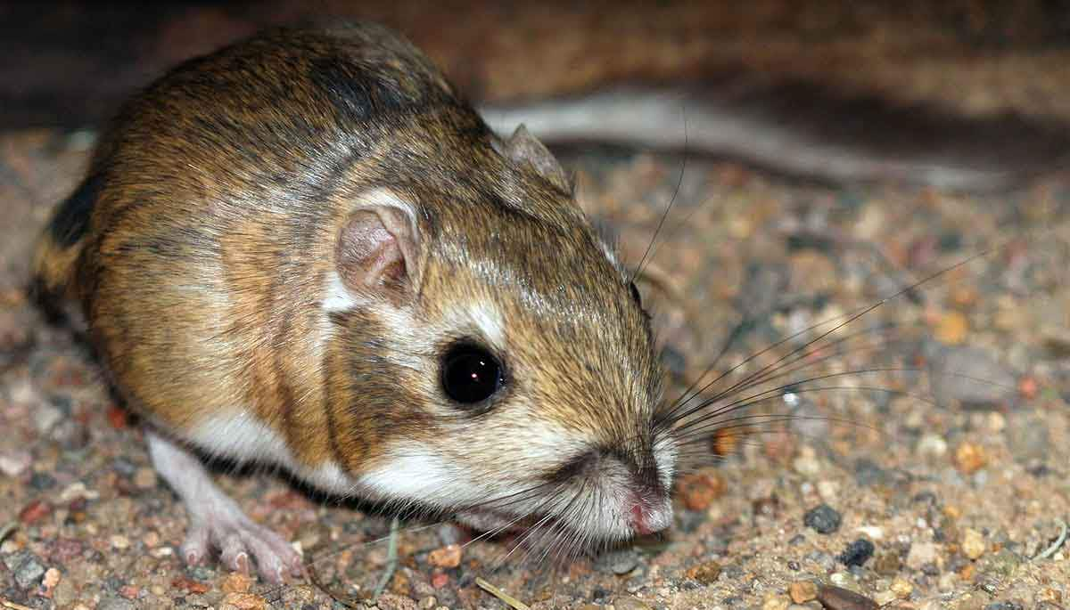 kangaroo rat