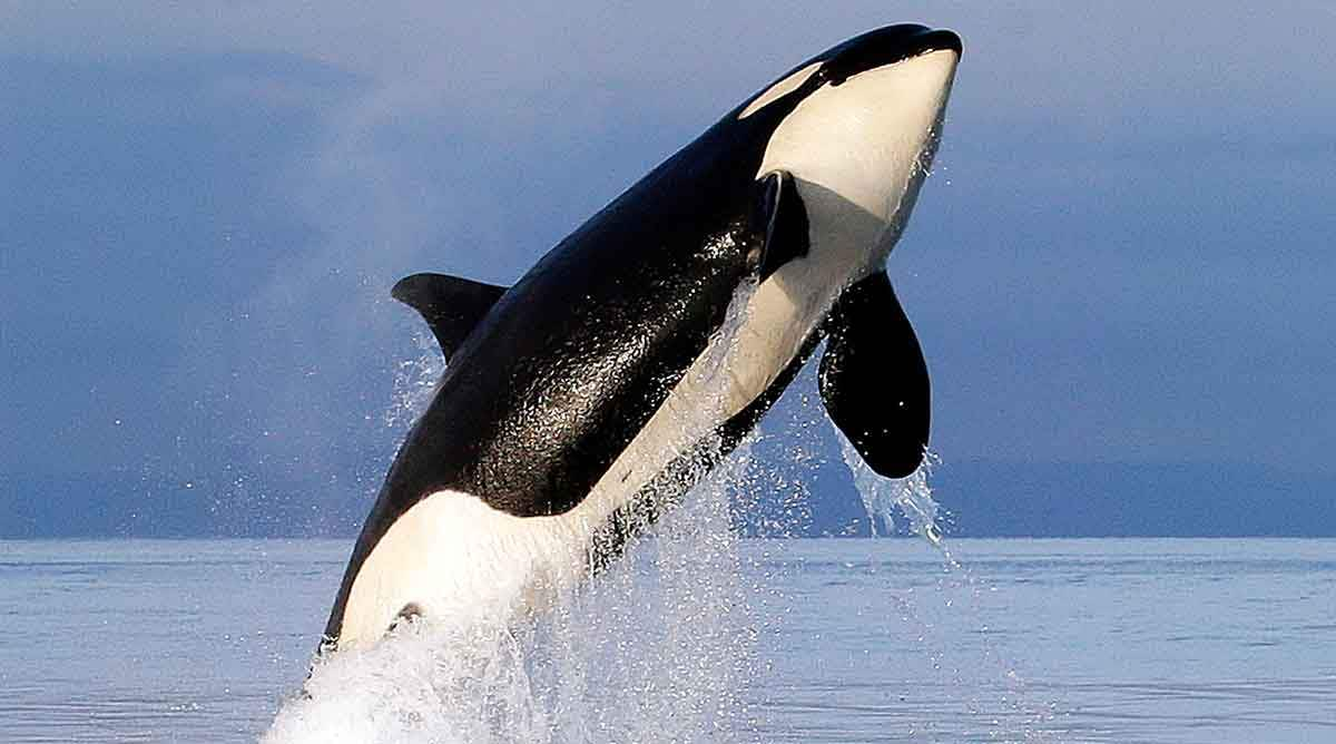 killer whale jumping out of water