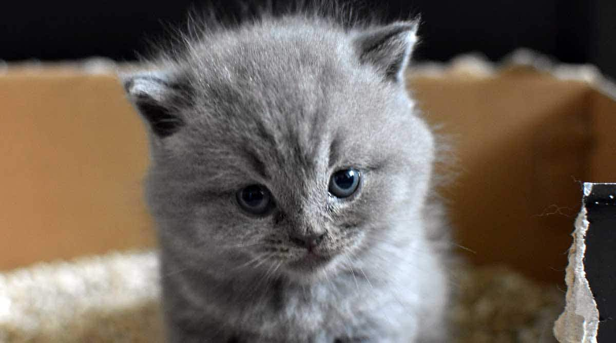 kitten litter box