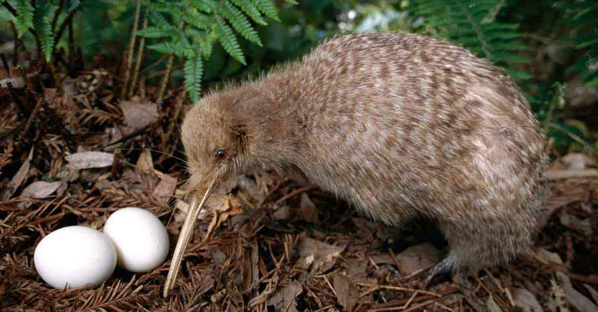 kiwi bird new zealand