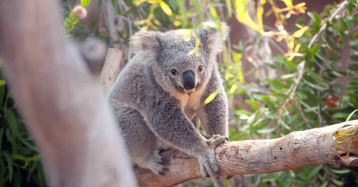 koala tree