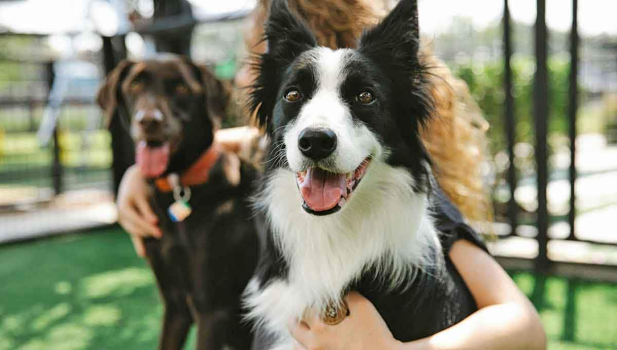 labrador and border collie