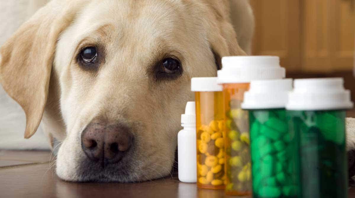 labrador dog with medications