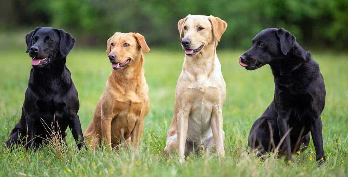 labrador retriever colors