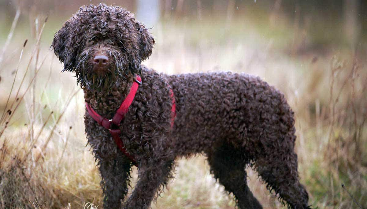 lagotto romagnollo