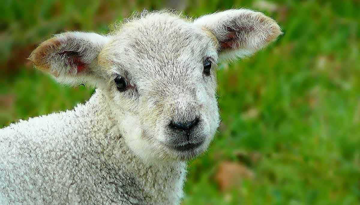 lamb sheep in field