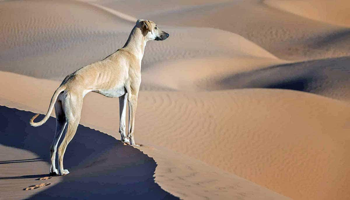 lone sloughi in desert