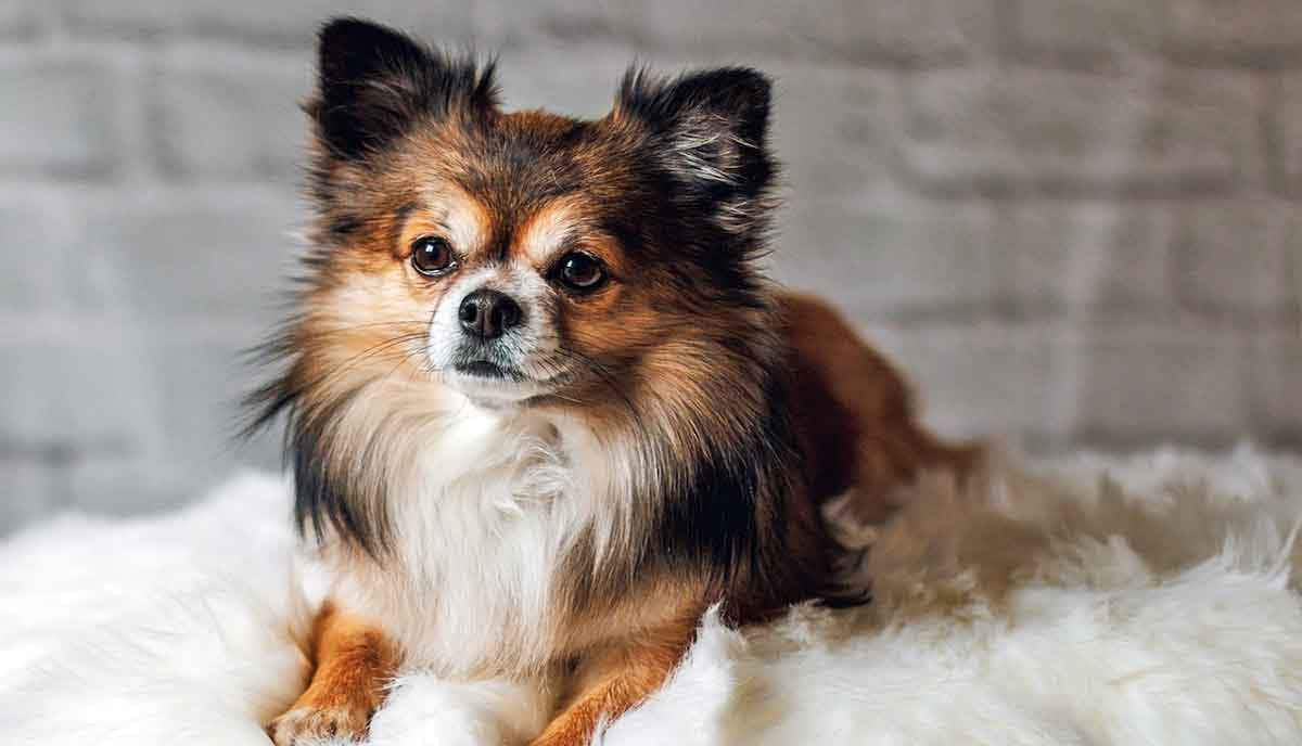 long hair chihuahua relaxing on fluffy white blanket