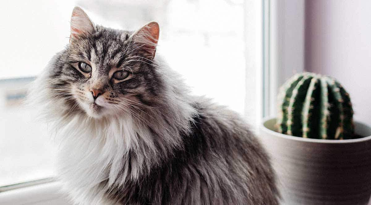 long haired cat sitting by window