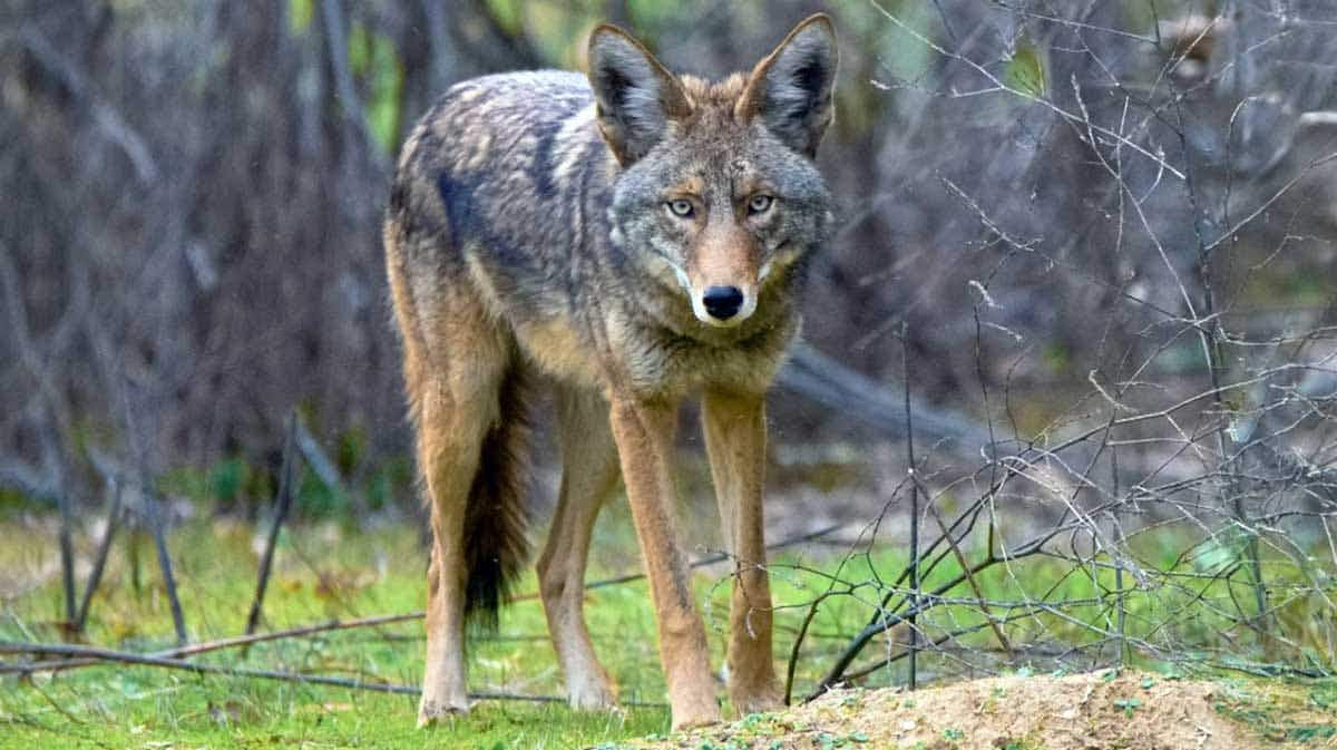 long legged coyote