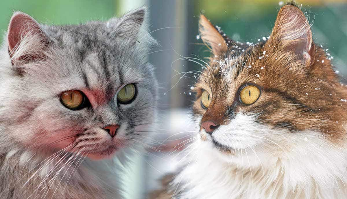 10 Longest Living Cat Breeds