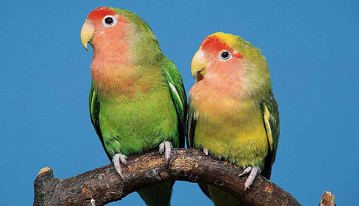 lovebird