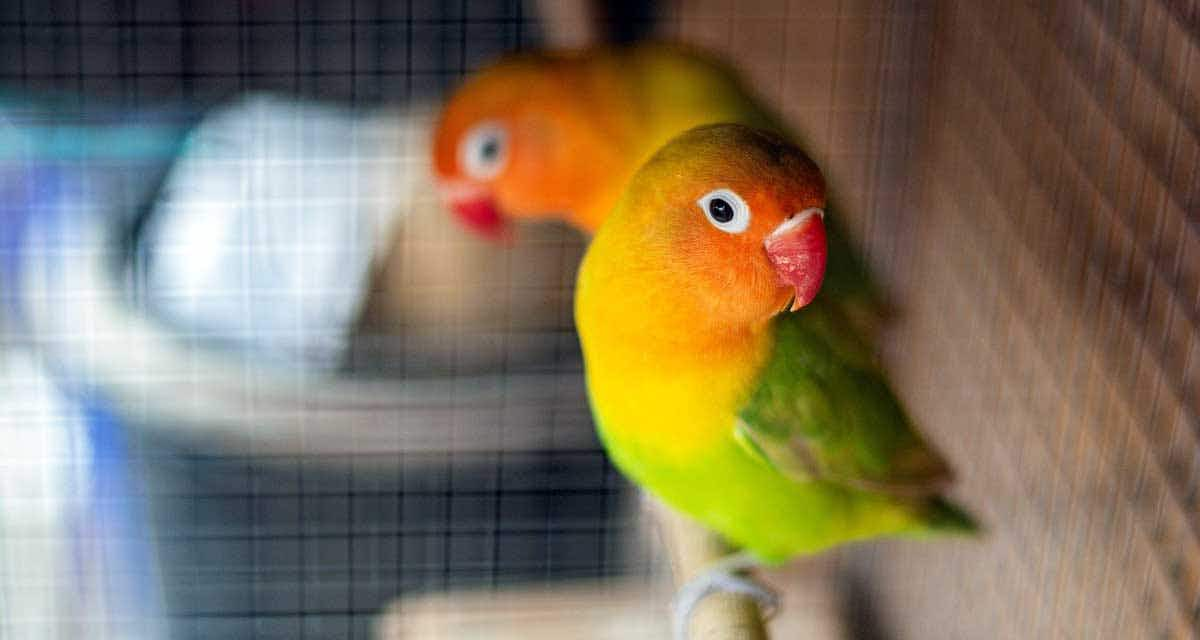 lovebirds parrots