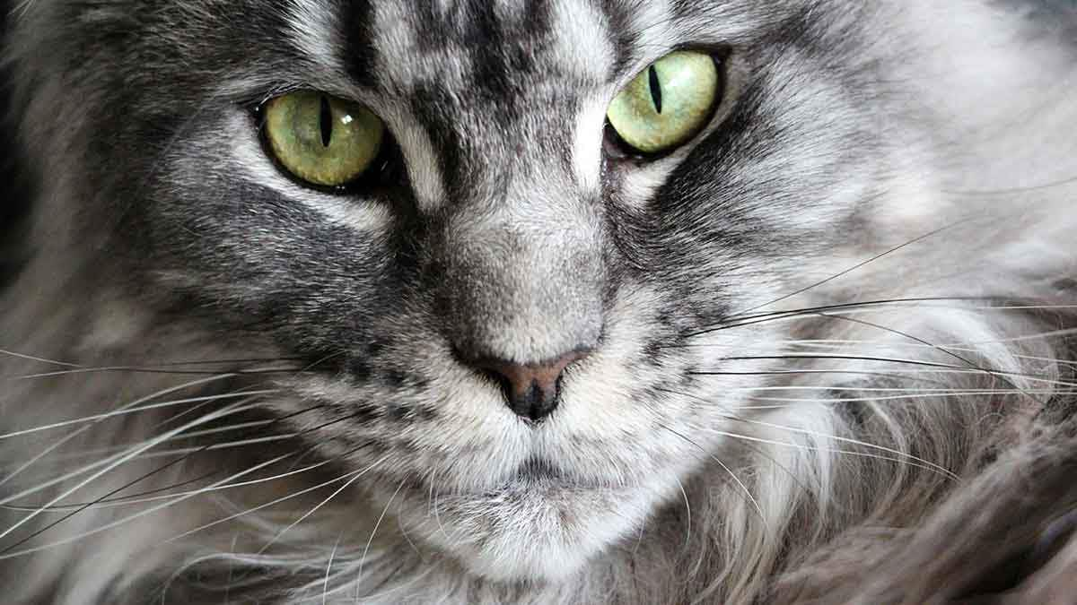 maine coon cat