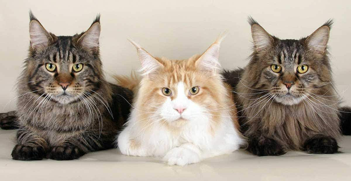 maine coon cat