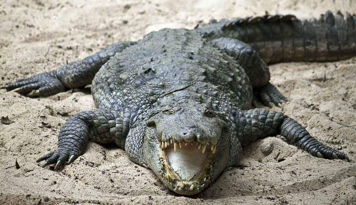 marsh crocodile