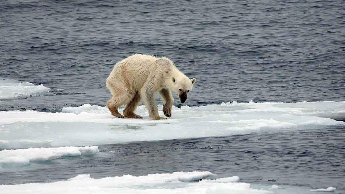 melting polar ice caps