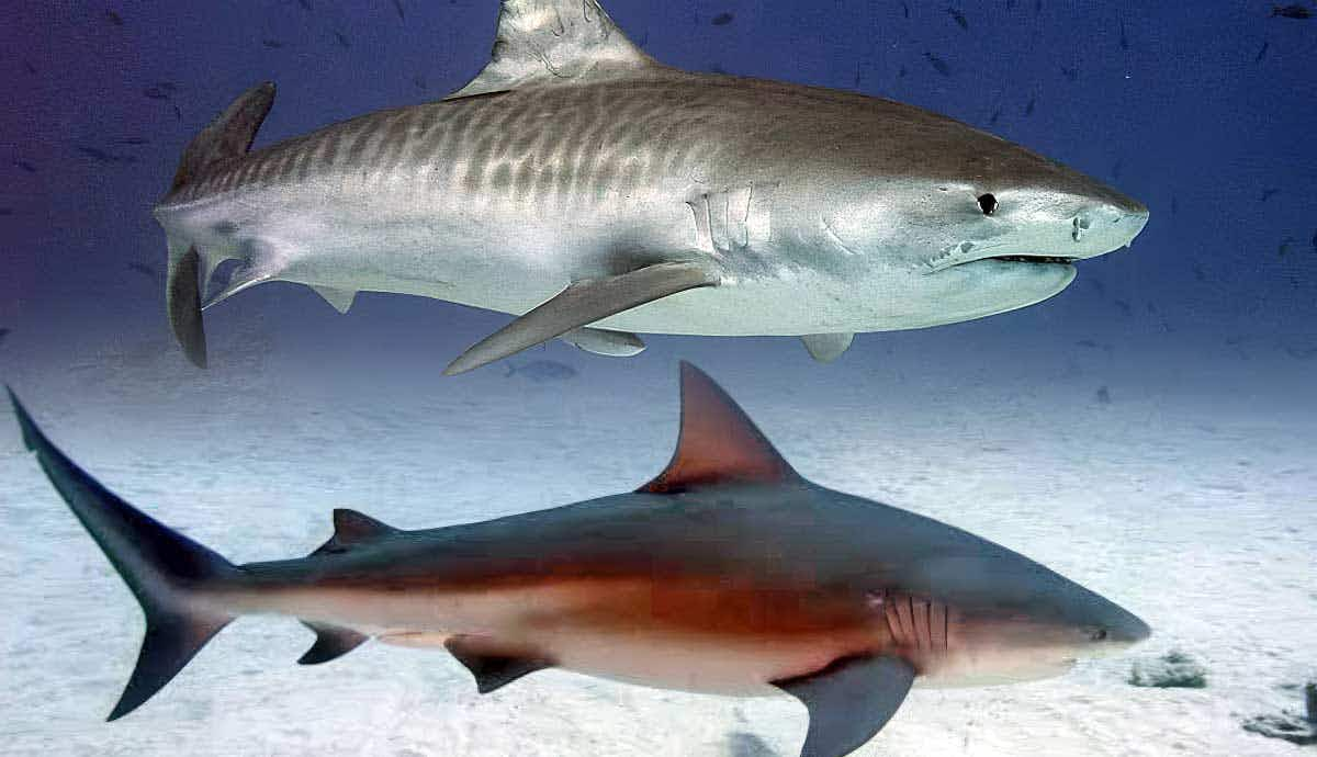 most dangerous sharks in the world