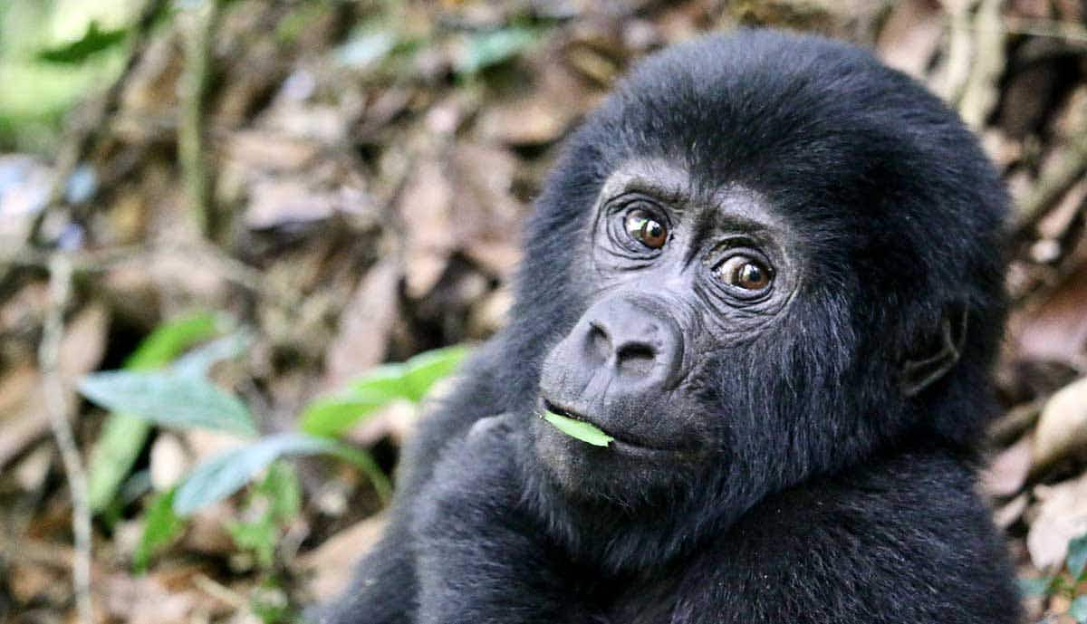 mountain gorilla nature