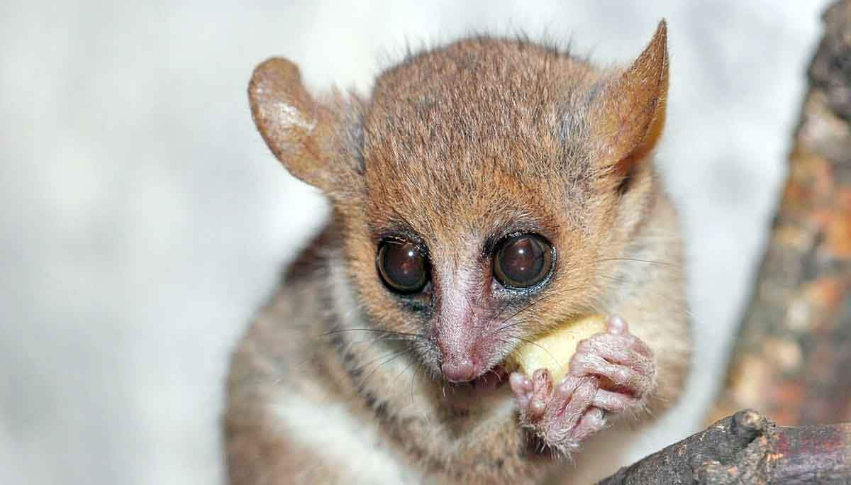 mouse lemurs tiny endangered primates of madagascar