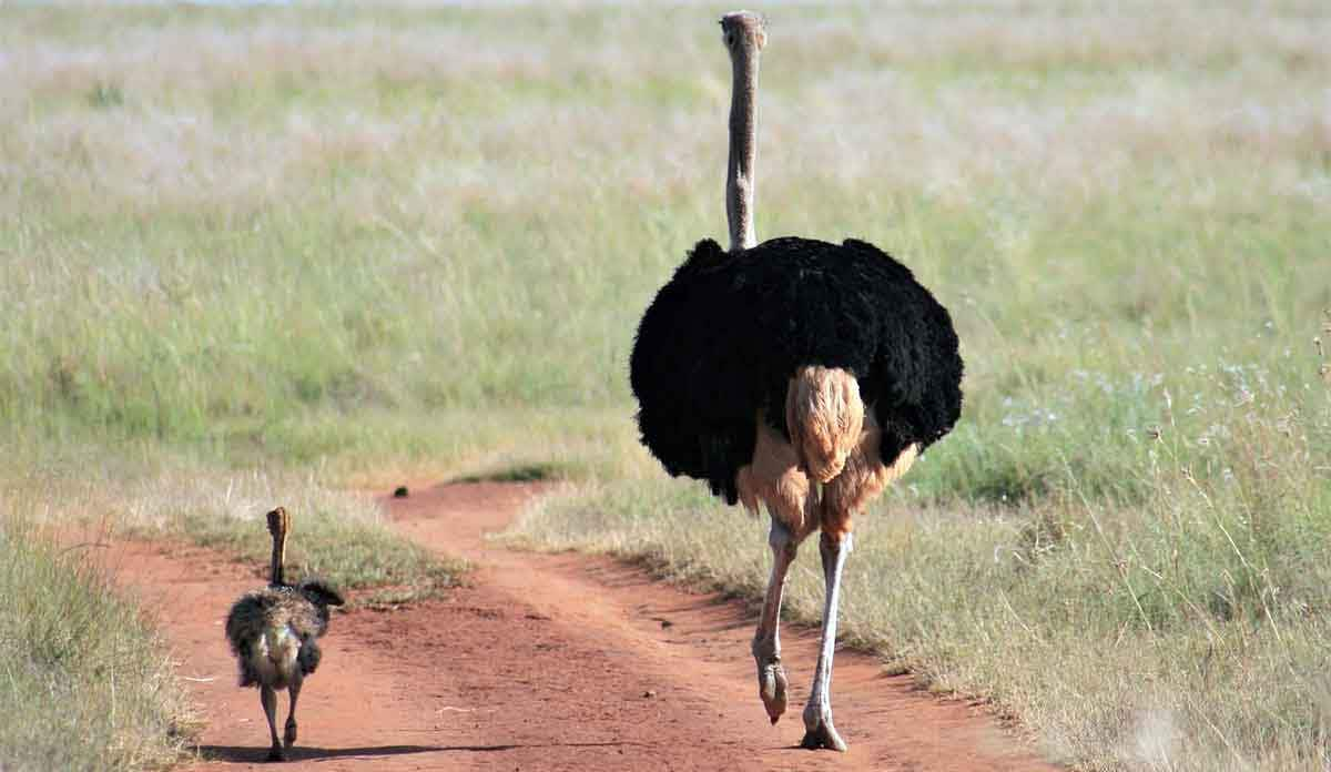 mum and baby ostrich